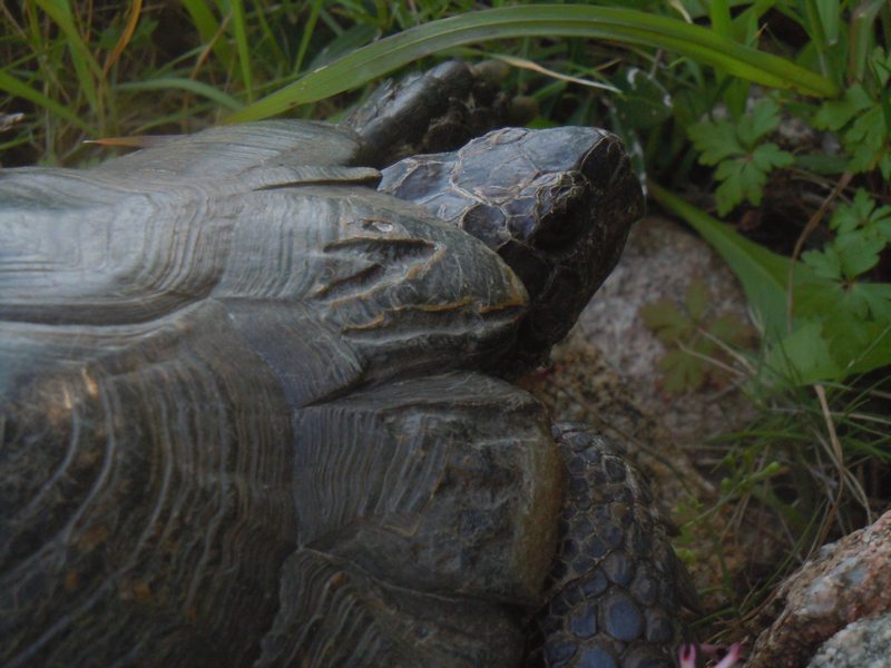 Testudo marginata da Santa Teresa Gallura (OT)